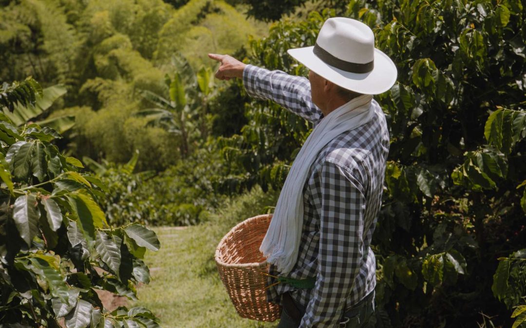 Agricultor cafetero señalando plantas de café en finca de Manizales, Café Montelargo