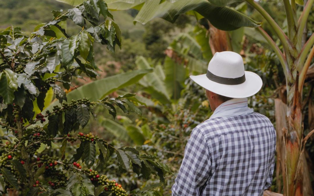 Caficultor recorriendo finca de café especial en Manizales, Caldas, Café Montelargo