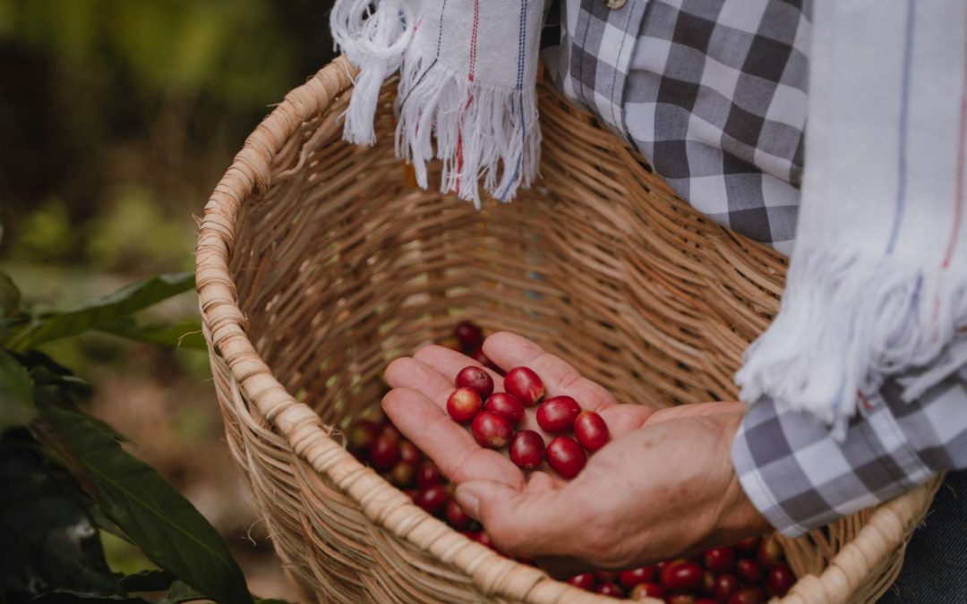 Manos sosteniendo cerezas de café recién recolectadas en canasto, cosecha manual finca Manizales